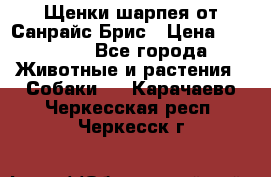 Щенки шарпея от Санрайс Брис › Цена ­ 30 000 - Все города Животные и растения » Собаки   . Карачаево-Черкесская респ.,Черкесск г.